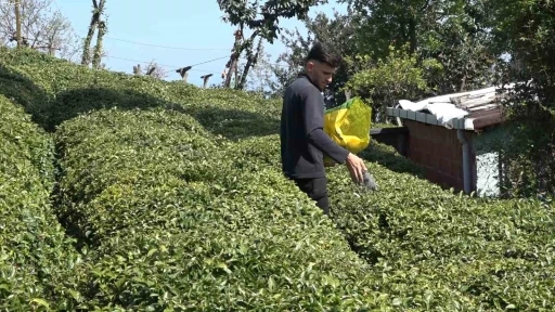 Yaş çay üreticileri son hazırlıklarını tamamlıyor
