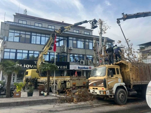 Yaşı 200&rsquo;e yaklaşan &ccedil;ınar ağacı budandı
