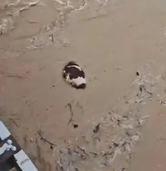 Yatağan&rsquo;da inek sel sularına kapıldı