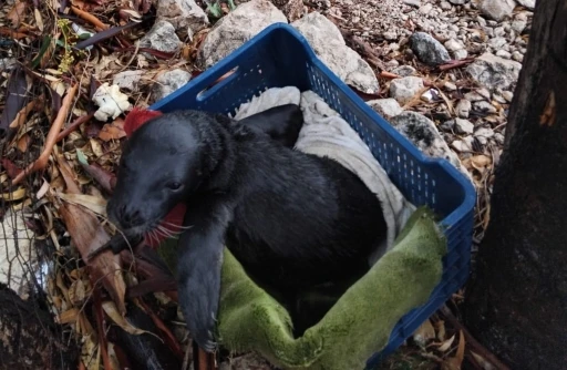 Yavru foka balıkçı şefkati: &quot;Seni iyileştireceğiz evlat&quot;
