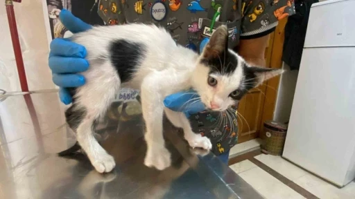 Yavru kedi ölümden döndü: Veteriner hekimden önemli uyarı
