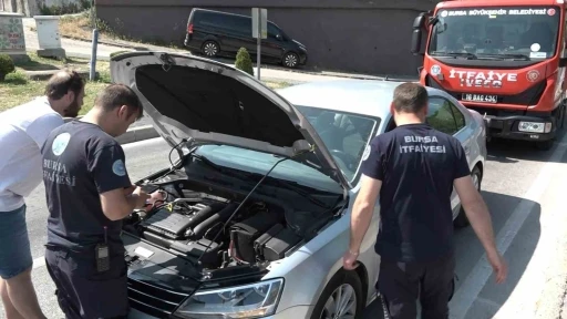 Yavru kedi, trafiği kilitleri
