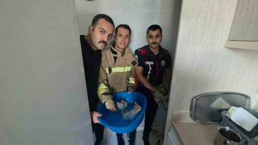 Yavru kediler duvarın kırılmasıyla kurtarıldılar
