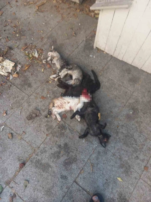 Yavru kediler öldürülmüş olarak bulundu: 1 gözaltı
