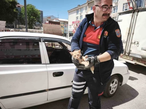 Yavru kediyi kurtarmak i&ccedil;in iki operasyon
