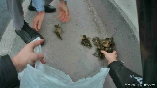 Yavru ördekler trafiği birbirine kattı
