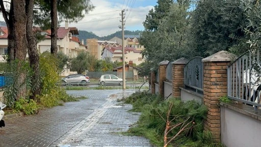 Yaya Yollarını Ağa&ccedil; Dalları Esir Aldı
