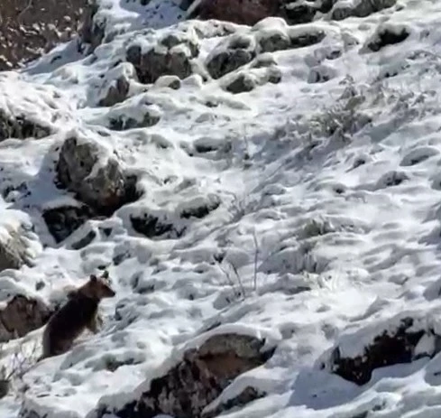Yayla evlerini tahrip eden ayılardan biri kaçarken görüntülendi: Köpek sesi çıkararak ayının dikkatini çekmeye çalıştı
