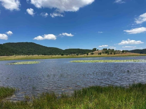 Yayla G&ouml;l&uuml; nil&uuml;ferlerle renklendi
