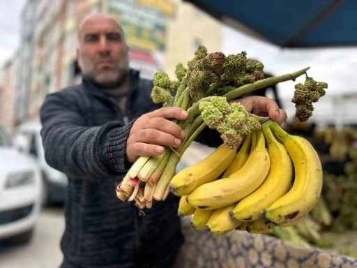 Yayla muzu u&ccedil;kun tezgaha &ccedil;ıktı