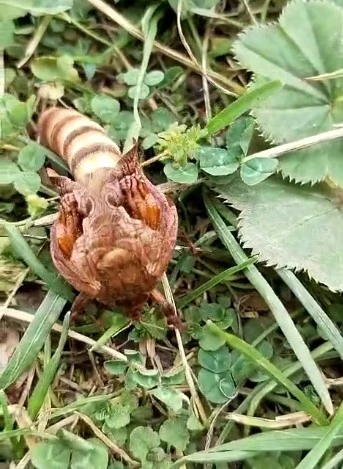 Yaylada ilk kez gördüğü böceğin türünü öğrenmek için sosyal medyada paylaştı
