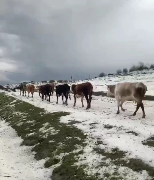 Yayladaki sürülerin dolu yağışında zorlu anları kameraya yansıdı
