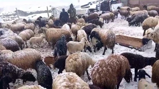 Yaylaya çıkan besicilerin kar altında zorlu mesaisi
