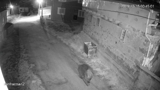 Yemek artıkları ayıların uyku düzenin bozdu, ayılar yerleşim yerlerine dadandı
