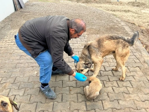 Yemek artıkları mamaya d&ouml;n&uuml;ş&uuml;yor
