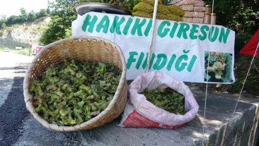 Yeni sezonun ilk fındığı tezgahlarda: Yeşil kabuklu fındığın kilosu 200 TL
