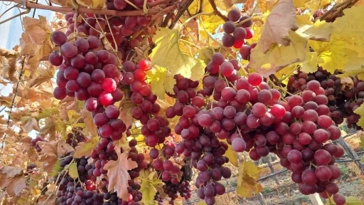 Yeni yılın &uuml;z&uuml;mleri depodan değil bağdan
