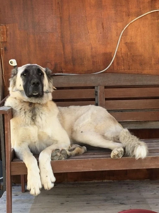 Yerleşim yerinde a&ccedil;ılan ateş k&ouml;peği vurdu, inceleme başlatıldı
