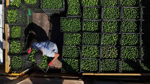 Yeşil Bodrum Mandalini Türkiye’nin dört bir yanına ulaşıyor
