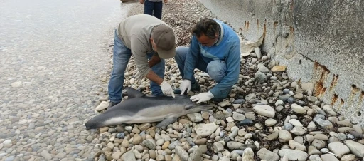 Yeşil Deniz Kaplumbağası ve Tırtak Yunus Kuşadası sahiline vurdu

