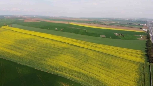 Yeşil ile sarının dansı: Tekirdağ’da kanola tarlaları görsel şölen sunuyor
