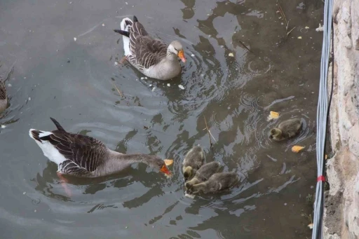 Yeşilırmak Nehri&rsquo;nin maskotu kaz yavruları beslenme saatinde
