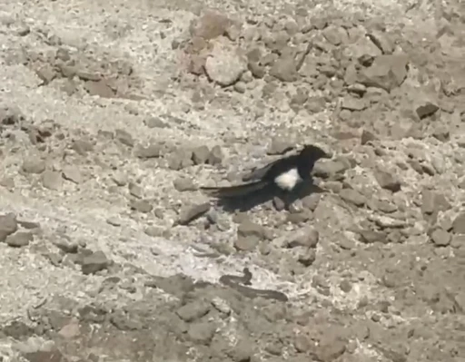 Yılanın karga ve kartalla mücadelesi kameralara yansıdı

