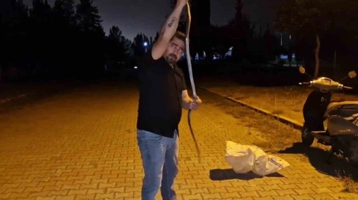 Yılanlara fısıldayan adam, çamaşır makinesine giren 1 buçuk metrelik karayılanı nasihat vererek doğaya bıraktı
