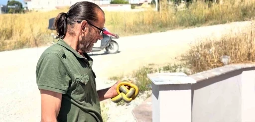 Yılanları &ccedil;ıplak elleriyle yakalayıp doğaya salıyor

