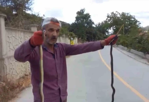 Yılanları elleriyle yakaladı
