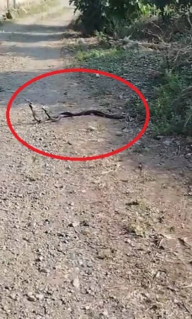 Yılanların çiftleşme dansı kameraya yansıdı
