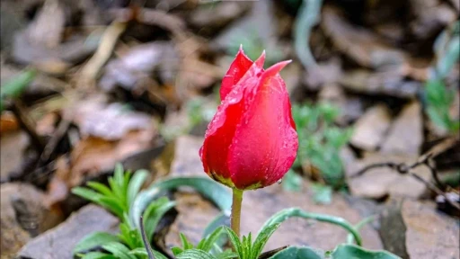 Yılda sadece 15 gün görülen ‘dağ lalesi’ görsel şölen oluşturuyor

