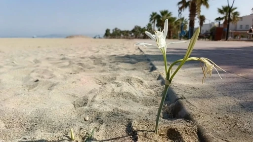 Yıllar Sonra Kuşadası’nda Kum Zambağı Açtı
