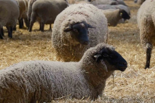 Yılların Merinos Koyunu&rsquo;na yeni et&ccedil;il rakip geldi: Bandırma Koyunu
