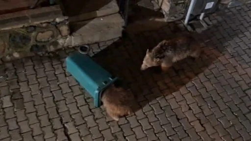Yiyecek arayan ayı ve yavruları g&ouml;r&uuml;nt&uuml;lendi
