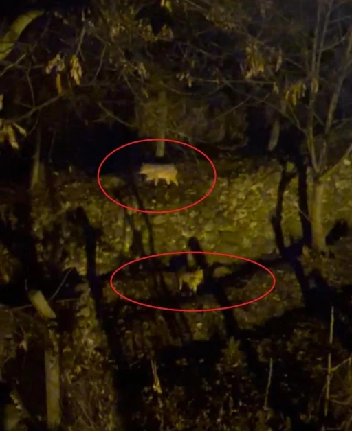 Yiyecek arayan kurtlar yerleşim yerine indi
