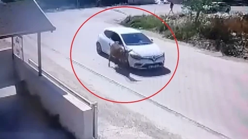 Yol ortasındaki eşeği ezdi