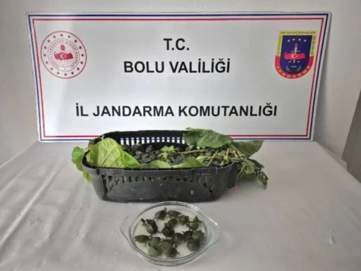 Yolcu otobüsünde 500 yasaklı su kaplumbağası ele geçirildi
