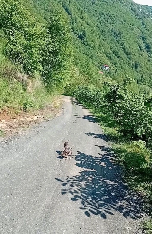 Yolda g&ouml;rd&uuml;ğ&uuml; karaca yavrularına Ar&ccedil;il ve Şota adını verdi
