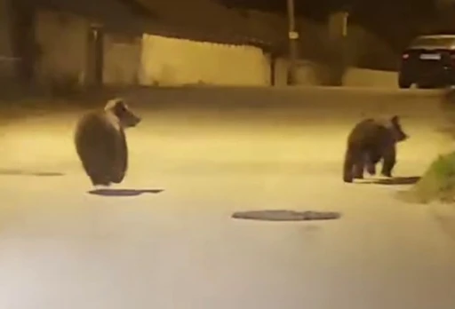 Yolda koşan ayılar kamerada
