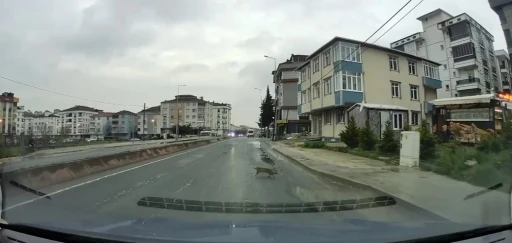 Yoldan ge&ccedil;erken arabanın altında kalan kedi koşarak ka&ccedil;tı: O anlar ara&ccedil; kamerasına saniye saniye yansıdı

