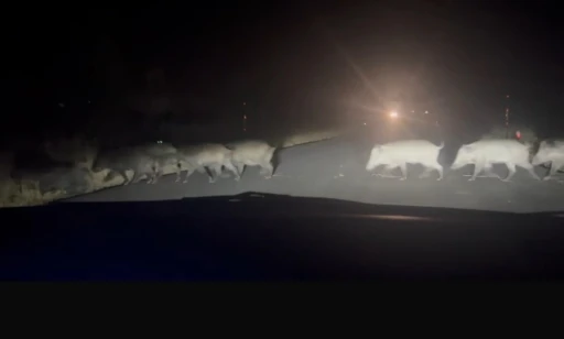 Yolun karşısına ge&ccedil;en domuz s&uuml;r&uuml;s&uuml; şaşırttı
