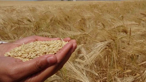 Yozgat&rsquo;ta arpa hasadı başladı
