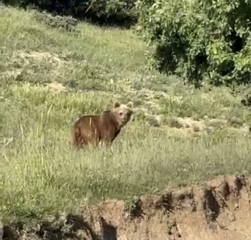 Yozgat&rsquo;ta ayılar, o k&ouml;y&uuml; mesken tuttu
