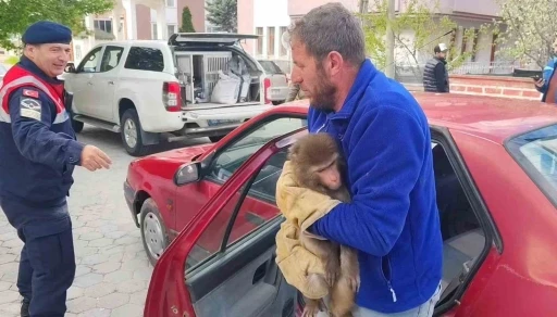 Yozgat&rsquo;ta Hint Şebeği olarak bilinen maymun jandarma tarafından yakalandı
