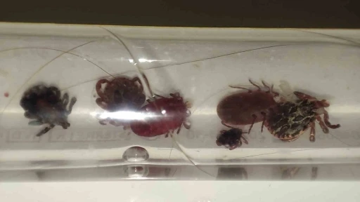 Yozgat’ta kene alarmı, uzmanı uyardı
