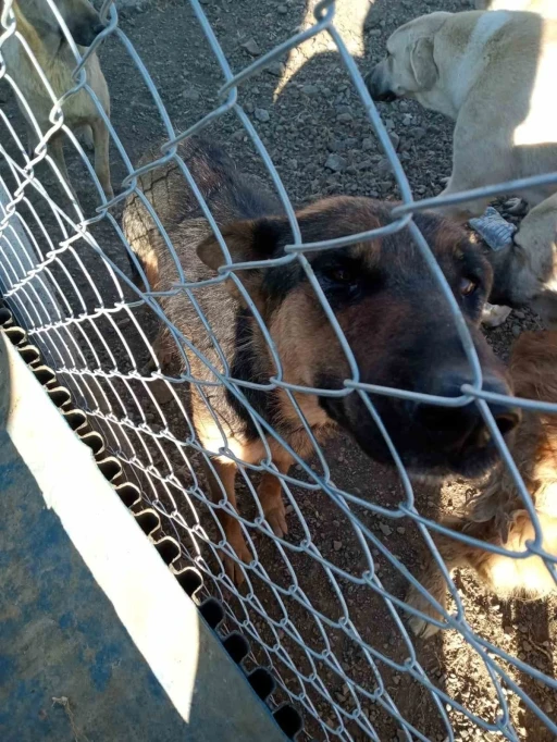 Yozgat’ta köpeğe şiddet uygulayan şahıs gözaltına alındı