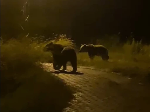 Yozgat&rsquo;ta k&ouml;y i&ccedil;erisinde iki ayı g&ouml;r&uuml;nt&uuml;lendi
