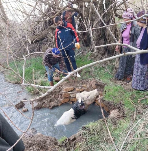 Yozgat&rsquo;ta kuyuya d&uuml;şen b&uuml;y&uuml;kbaş, AFAD ekiplerince kurtarıldı
