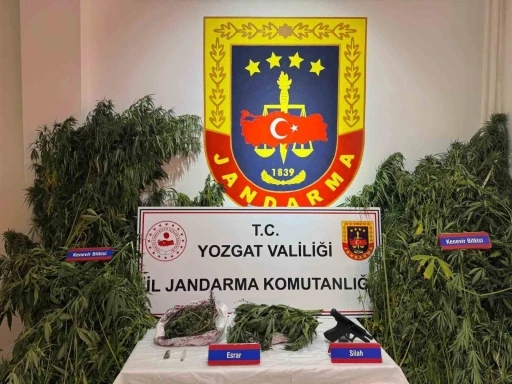Yozgat’ta uyuşturucu operasyonu: Bin 135 kök kenevir ele geçirildi
